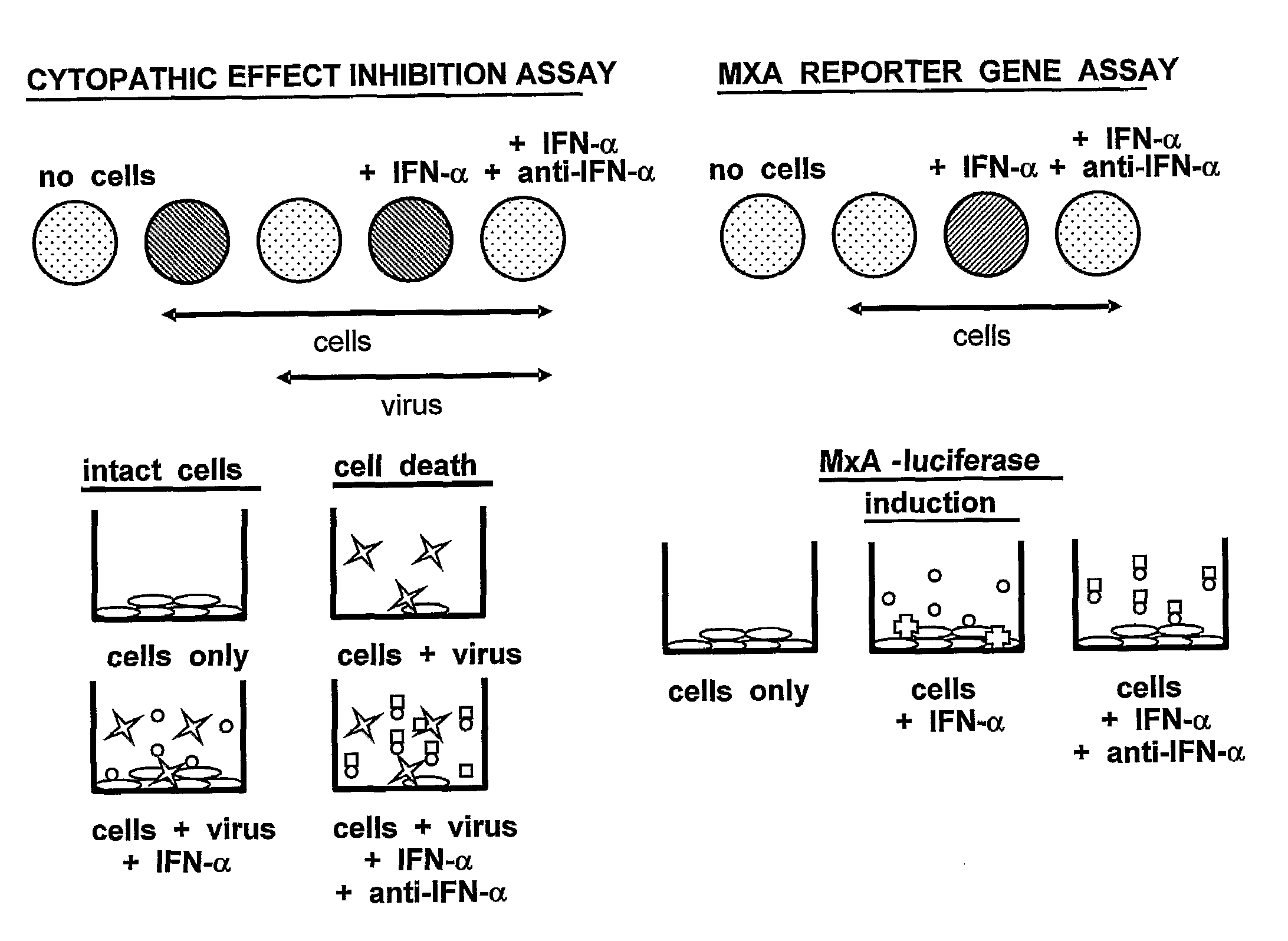 Anti-Interferon Alpha Monoclonal Antibodies and Methods for Use