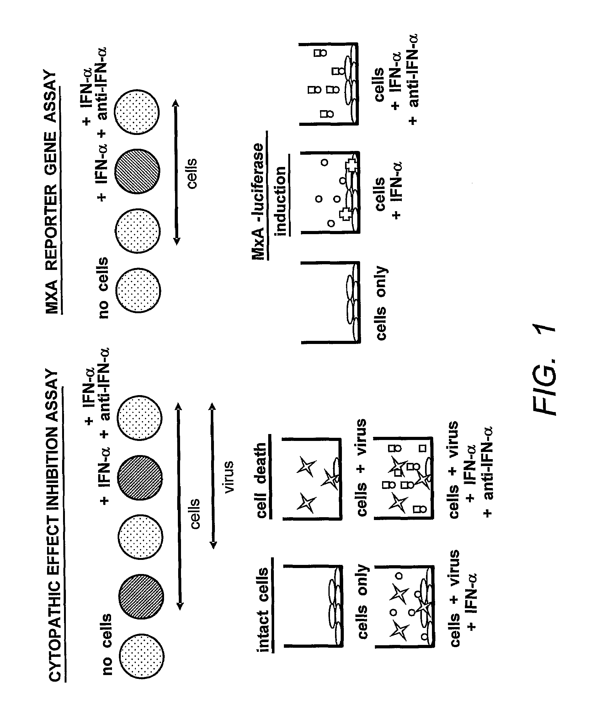 Anti-Interferon Alpha Monoclonal Antibodies and Methods for Use