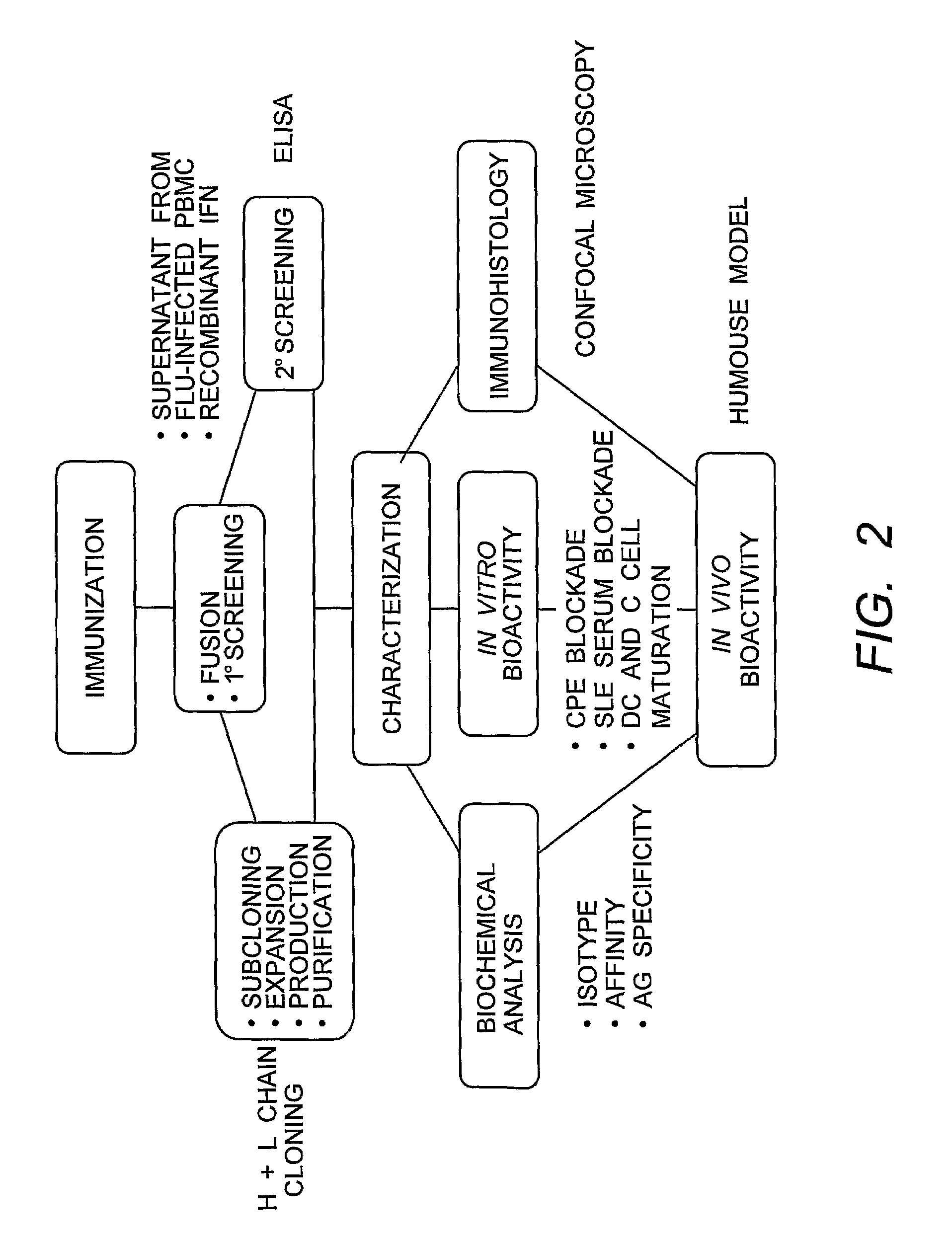 Anti-Interferon Alpha Monoclonal Antibodies and Methods for Use