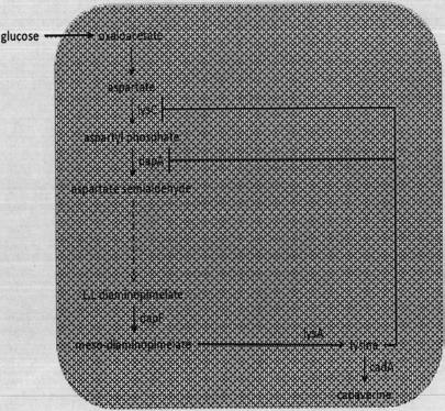 A method for producing fermented products using two or more microbial strains