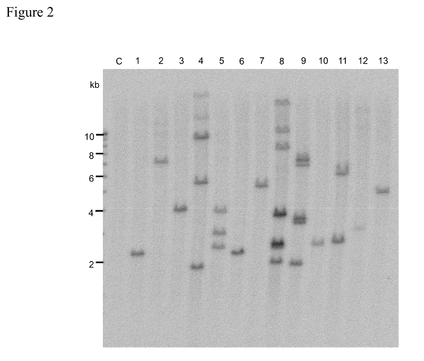 Agrobacterium-mediated method for producing transformed maize or rice