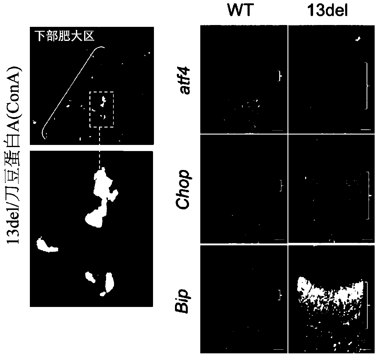 Preventive and therapeutic approach for aberrant cell differentiation and isr-associated diseases