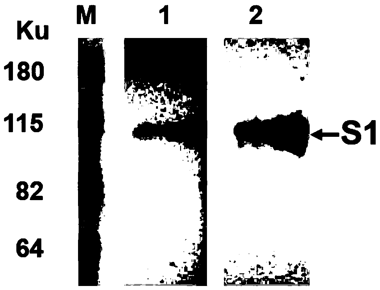 Infectious bronchitis virus rH120-YZS1 delta 5a as well as construction method and application thereof