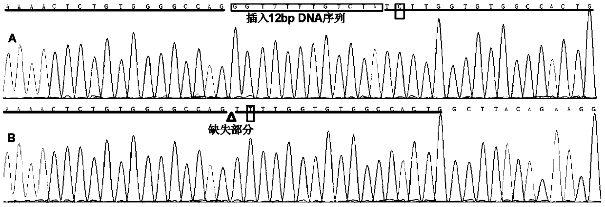 A kind of detection method and application of pig oct4 gene insertion/deletion