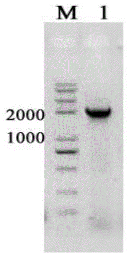 Na&lt;+&gt;/Pi cotransporter promoter and terminator as well as application thereof