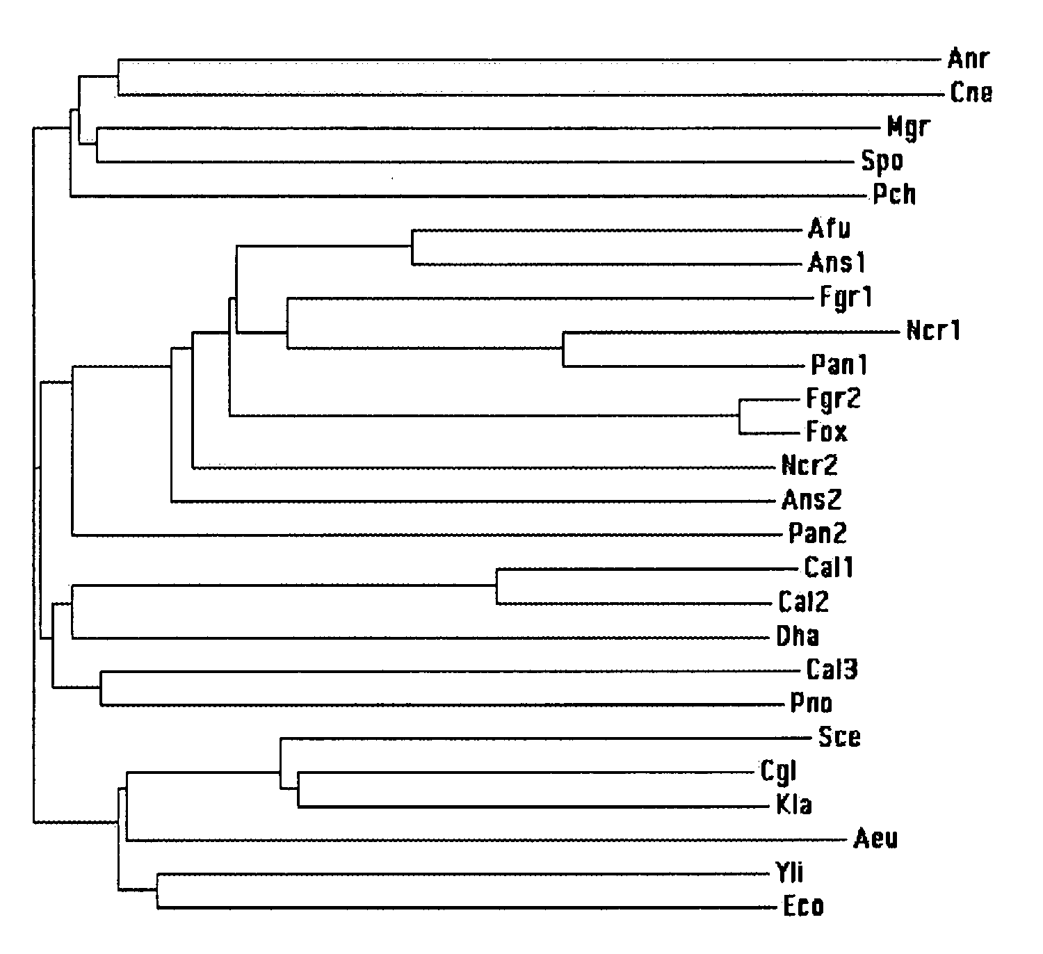 Hemoglobin Overexpression in Fungal Fermentations