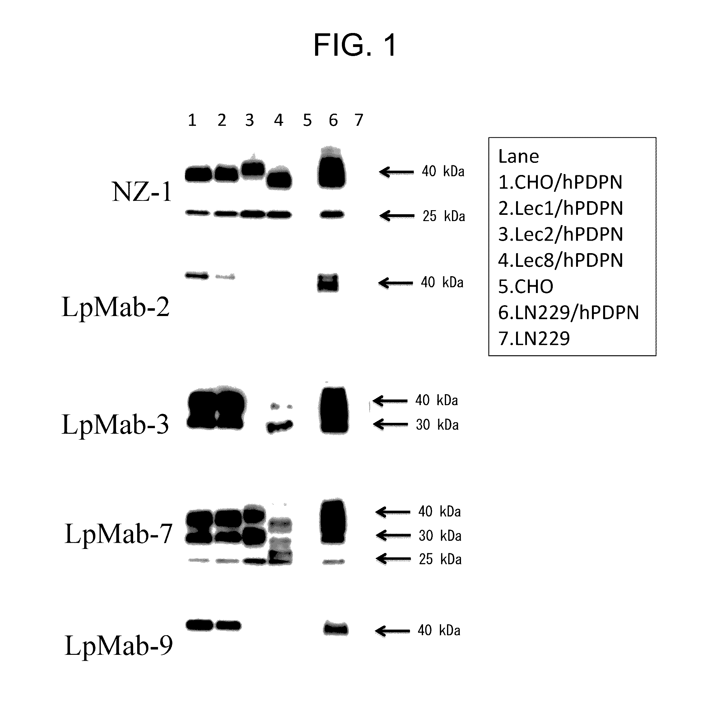 Anti-Podoplanin Antibody