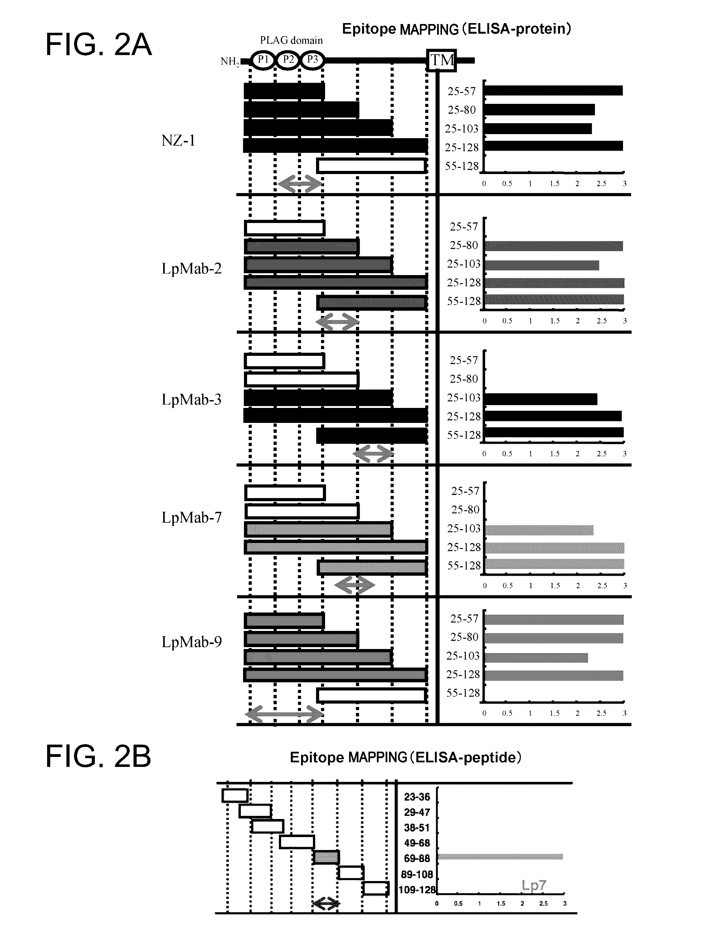 Anti-Podoplanin Antibody