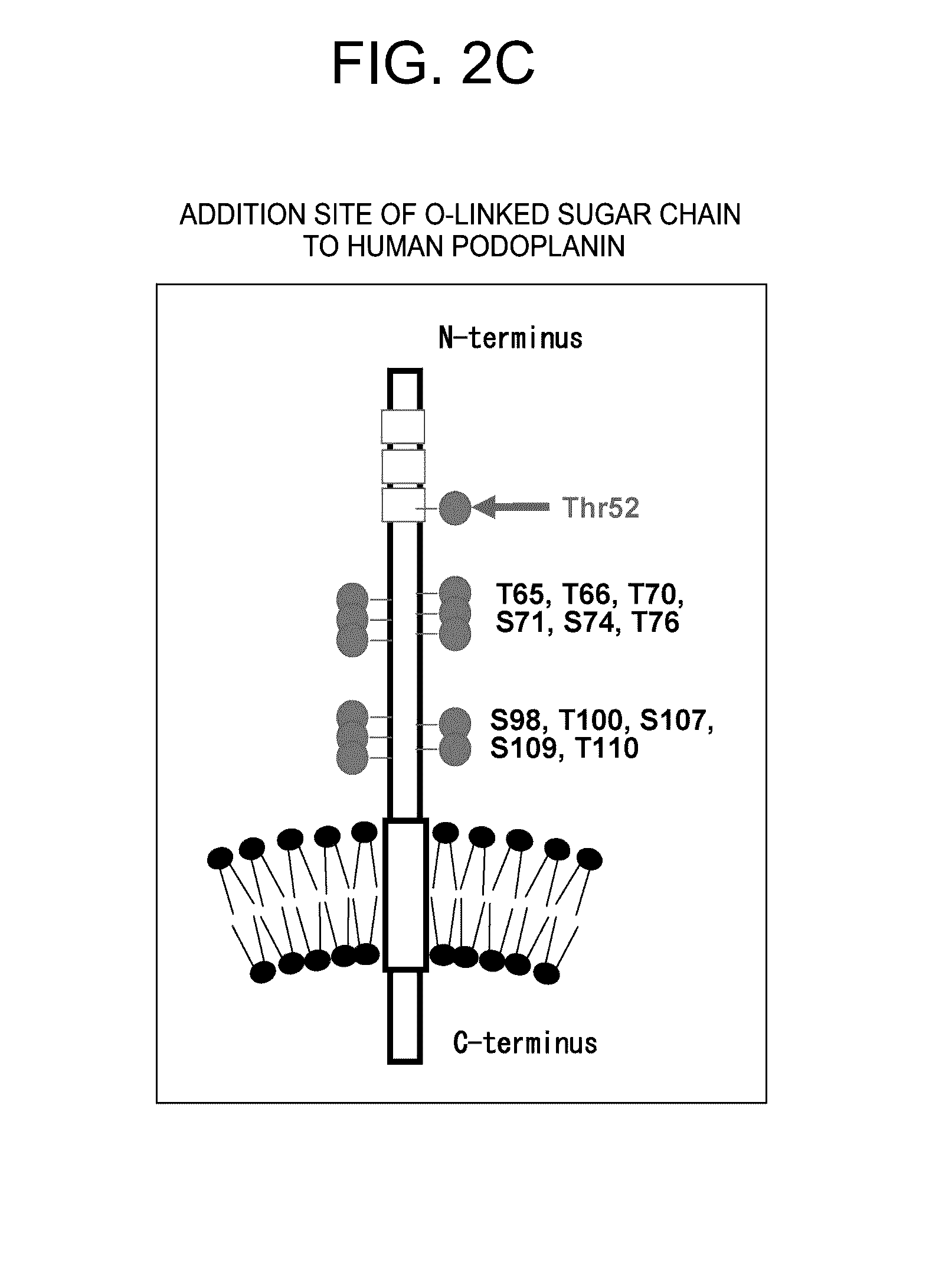 Anti-Podoplanin Antibody