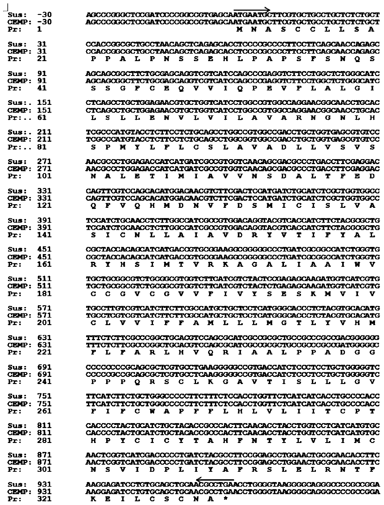 A kind of preparation method of mc3r gene knockout pig