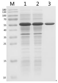 Lyase capable of killing streptococcus equi subspecies. Equi and medical application of lyase