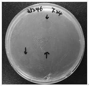 Lyase capable of killing streptococcus equi subspecies. Equi and medical application of lyase