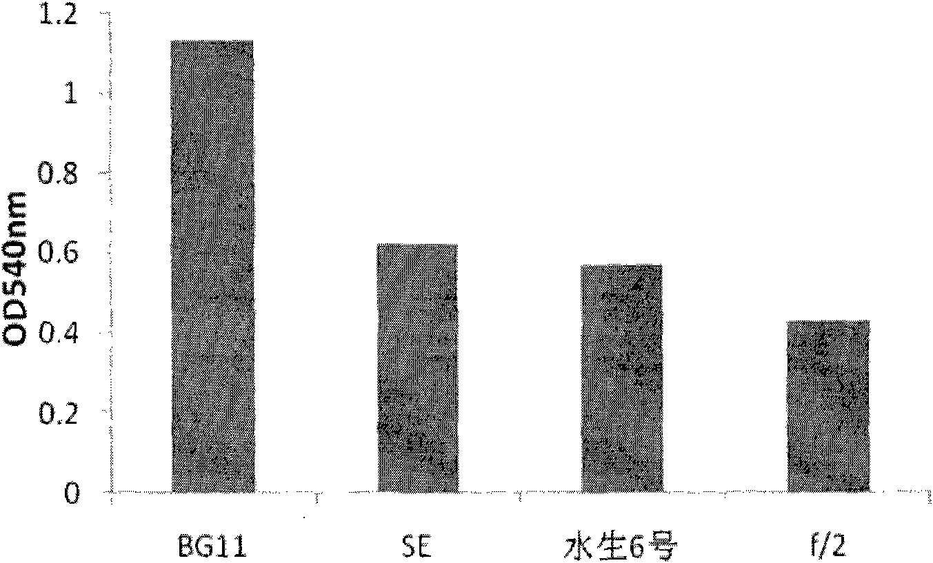 Chlorella strain and application thereof