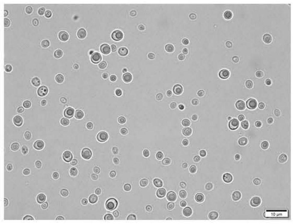 Trulaspora delbrueckii MP023 with bacteriostatic effect and application thereof