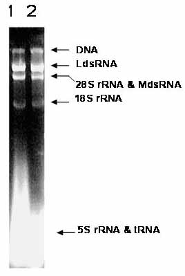 Small molecular double stranded RNA group prepared from yeast, preparation method and use thereof