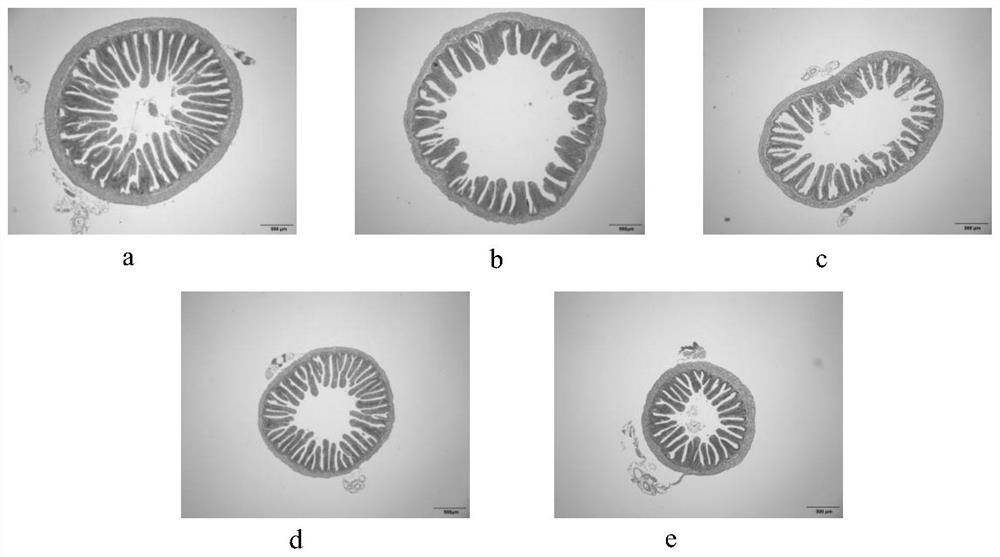 Feed additive and feed for improving intestinal structure of pseudosciaena crocea and application of feed additive and feed