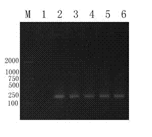 Polymerase chain reaction (PCR) kit for detecting sheep clostridium perfringens