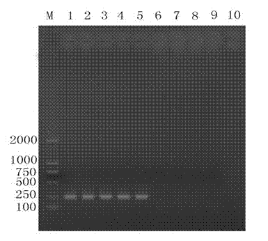 Polymerase chain reaction (PCR) kit for detecting sheep clostridium perfringens