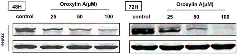 Application of oroxylin A in preparation of inhibitor with targeting effect on AFP (alpha fetoprotein) of hepatoma cells