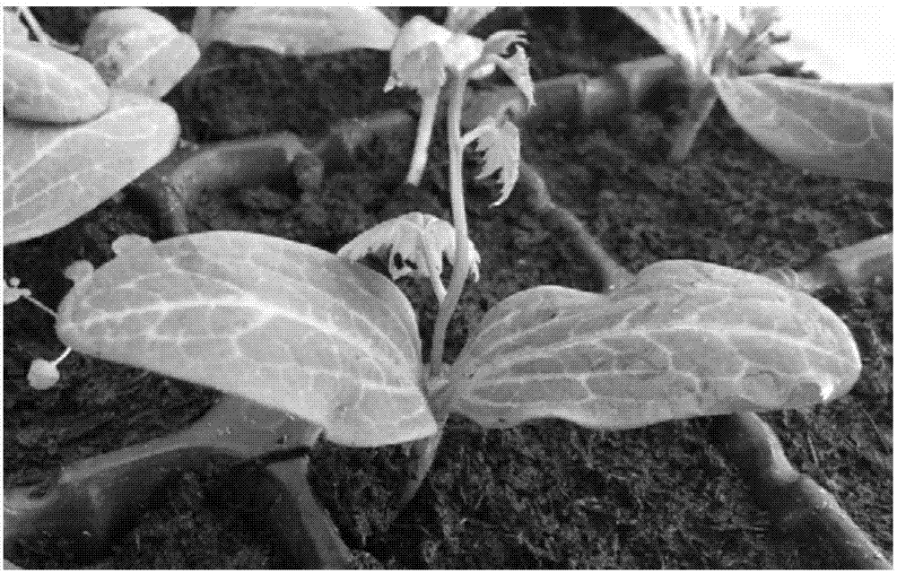 Out-of-tube micro grafting method of bitter-gourd tissue culture seedlings