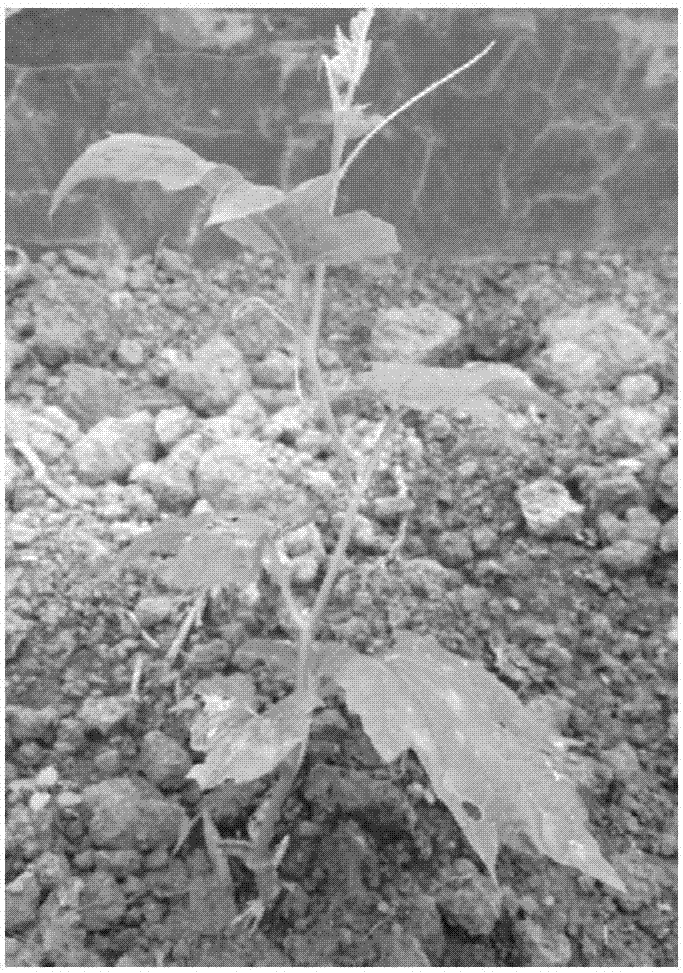 Out-of-tube micro grafting method of bitter-gourd tissue culture seedlings