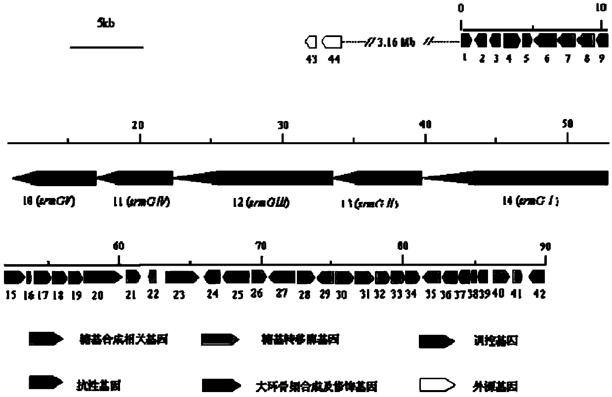 Bitespiramycin biosynthetic gene cluster