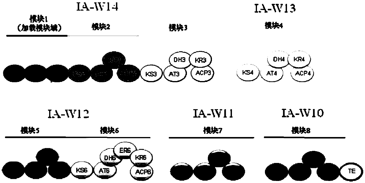 Bitespiramycin biosynthetic gene cluster