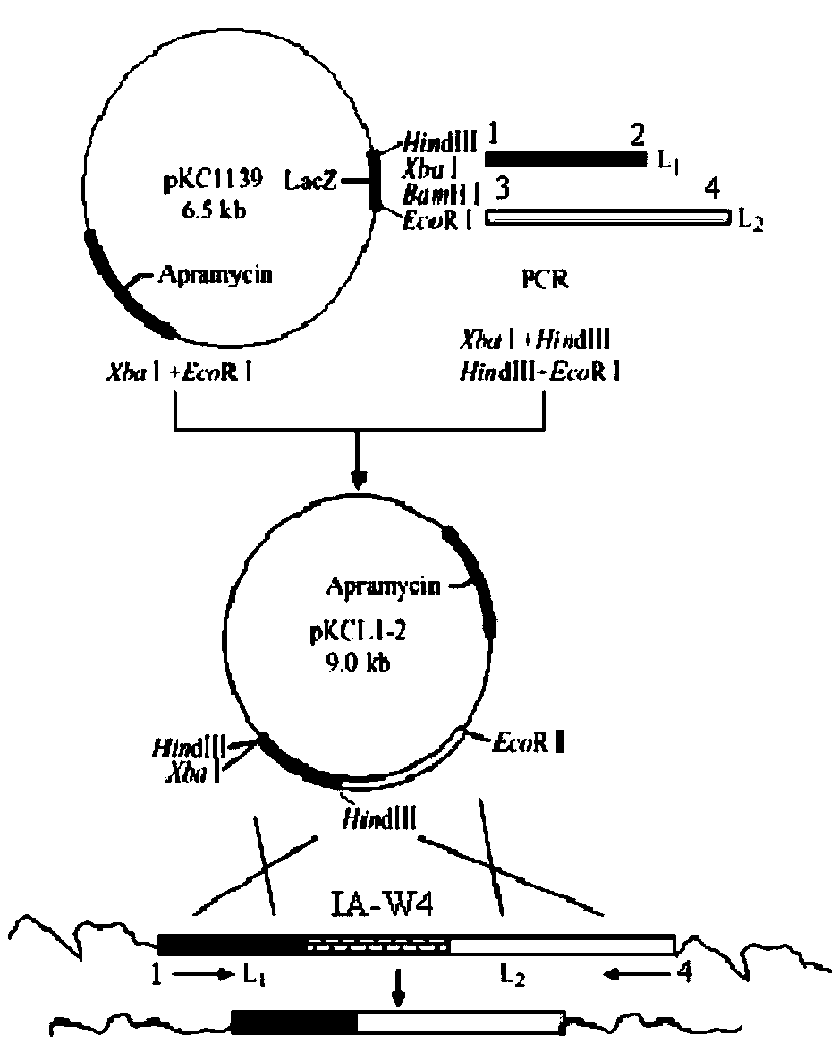 Bitespiramycin biosynthetic gene cluster