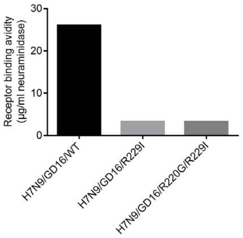 A highly pathogenic h7n9 avian influenza virus antigen with low receptor binding activity and preparation method thereof