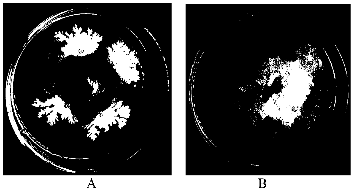 Brevibacillus laterosporus MES818, and microbial agent and preparation method and application thereof