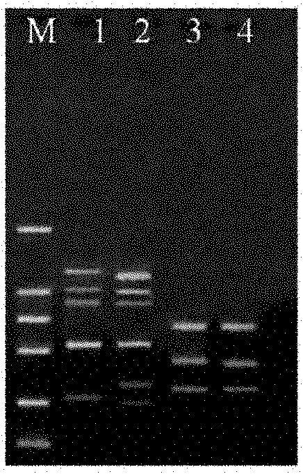 Inter-simple sequence repeat ISSR-SCAR marker specific to E-group chromosomes of agropyron elongatum