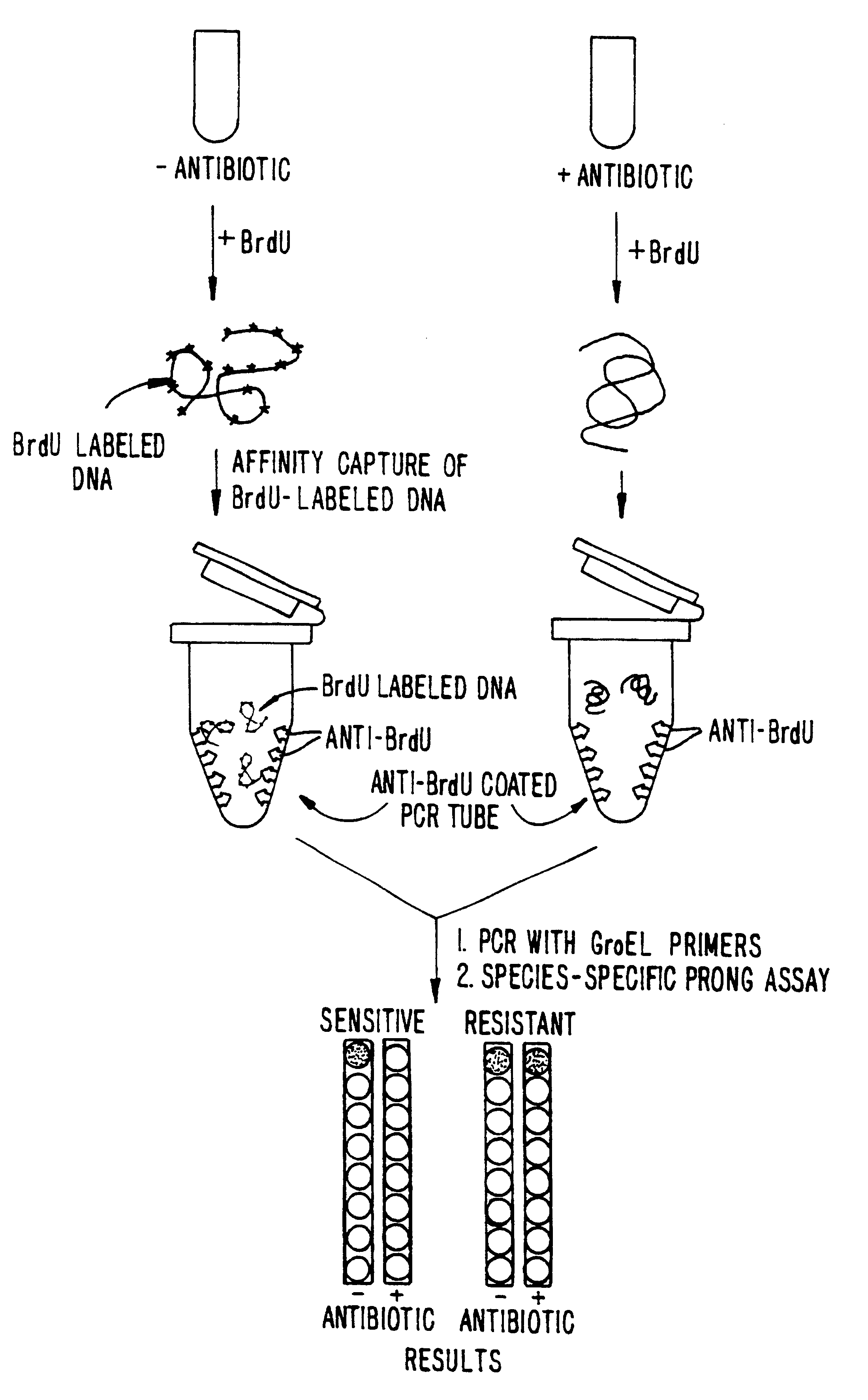 Selective assay for determining the identity of live microorganisms in a mixed culture