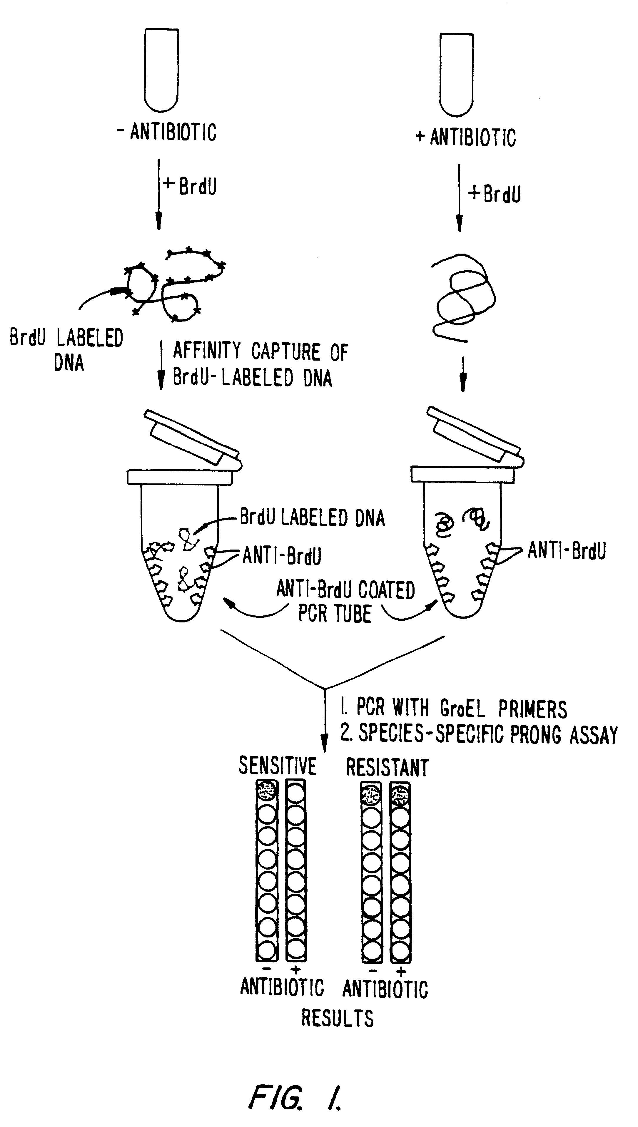 Selective assay for determining the identity of live microorganisms in a mixed culture