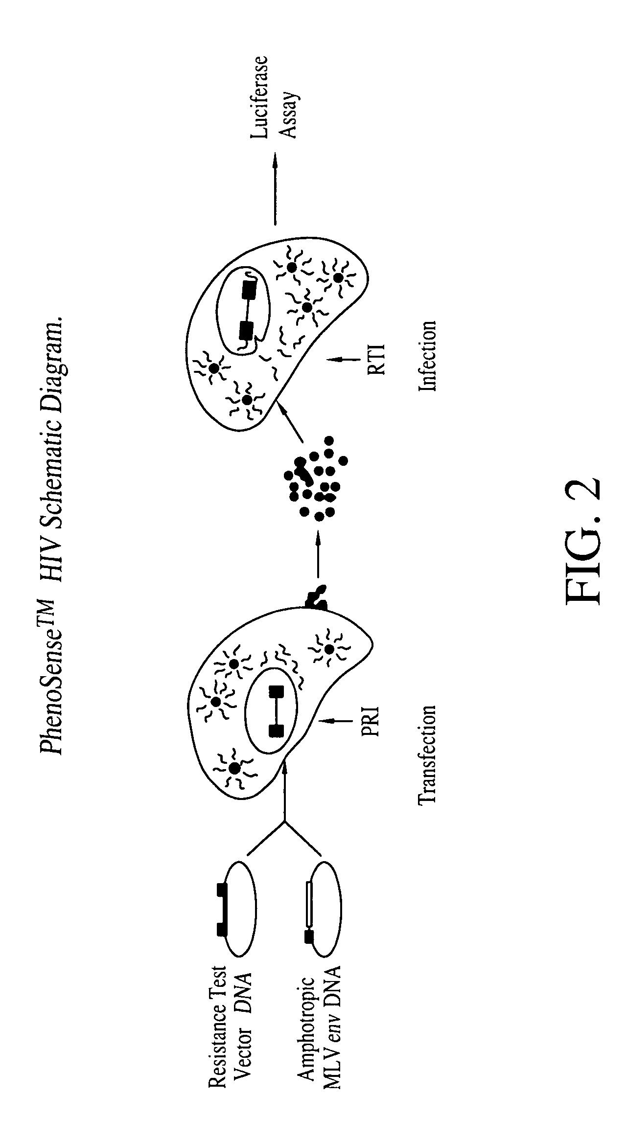 Means and methods for monitoring protease inhibitor antiretroviral therapy and guiding therapeutic decisions in the treatment of HIV/AIDS