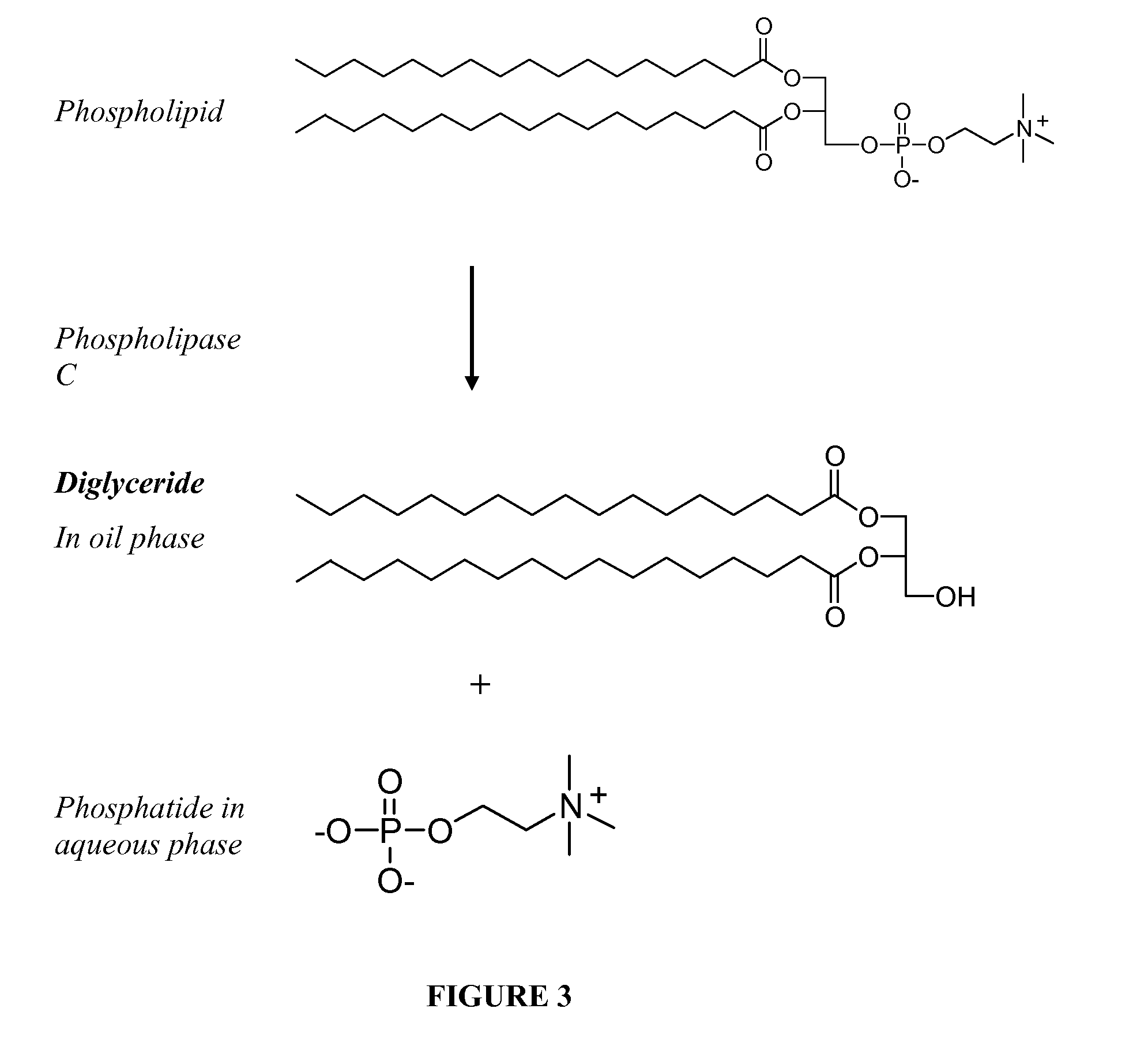 Phospholipases, nucleic acids encoding them and methods for making and using them