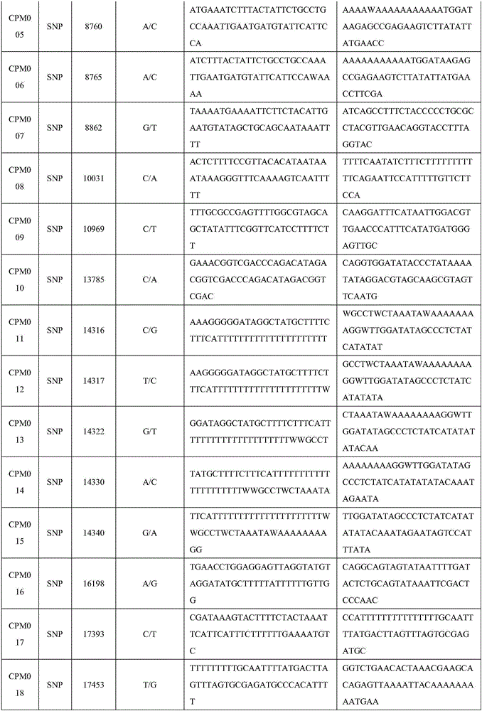 Set of chloroplast SNP and INDEL molecular marker combination for maternal traceability of maize