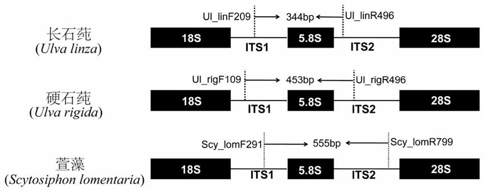 A real-time quantitative PCR detection method for spores/gametes of Ulva feldspar, Ulva hard and Hemerocallis in sea cucumber culture water