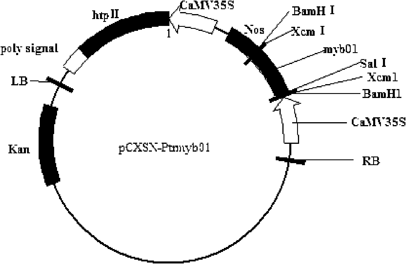 MYB transcription factor PtrMYB01 in Populus tomentosa Carr and cloning method of cDNA of PtrMYB01and application thereof