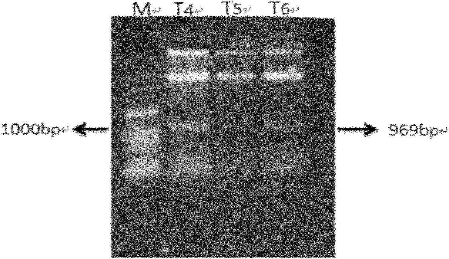 MYB transcription factor PtrMYB01 in Populus tomentosa Carr and cloning method of cDNA of PtrMYB01and application thereof