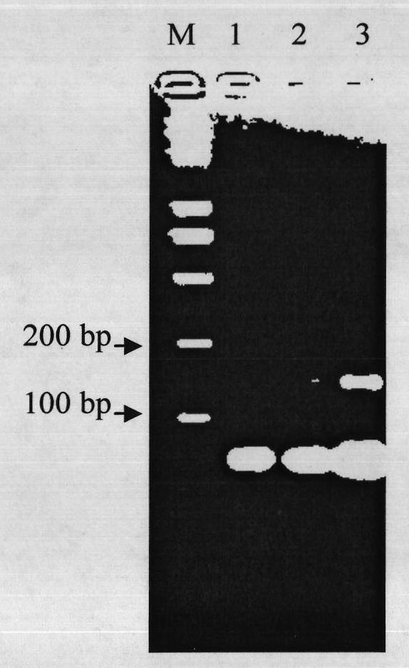 Molecular marker identification method for bacterial angular leaf spot resistant gene of cucumber