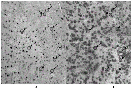 A method for isolating and regulating genes of peanut embryo development