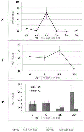 A method for isolating and regulating genes of peanut embryo development