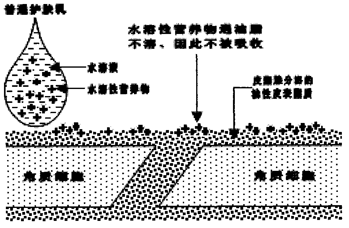 Liposome anti-hair loss preparation