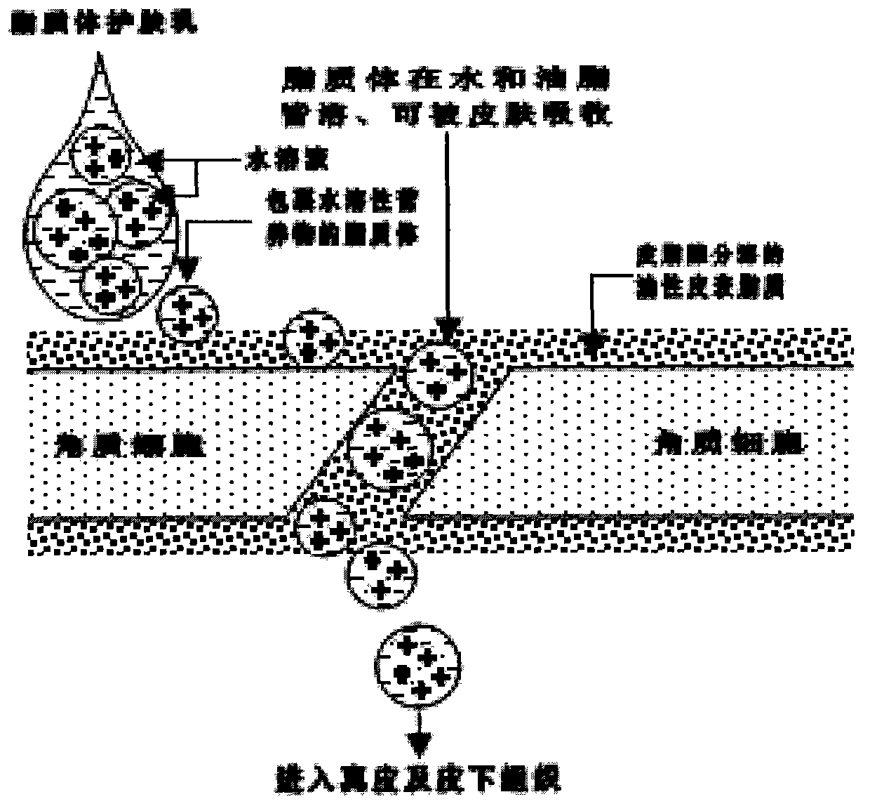 Liposome anti-hair loss preparation