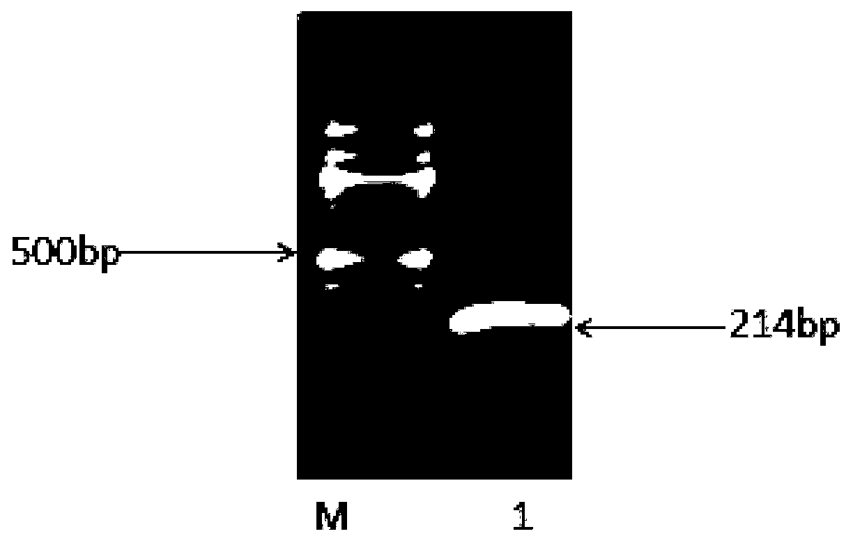 Recombinant vector as well as construction method and application thereof