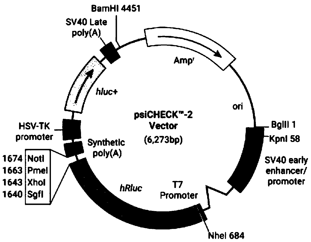 Recombinant vector as well as construction method and application thereof