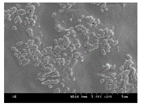 A kind of chitosan/lithium chloride mixed film and its preparation method and application