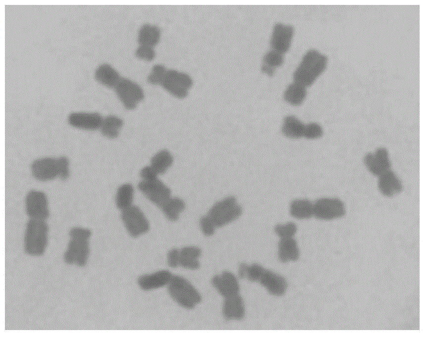 Molecular marker for corn tripsacum monosome addition line nucleic male sterility genes and application thereof