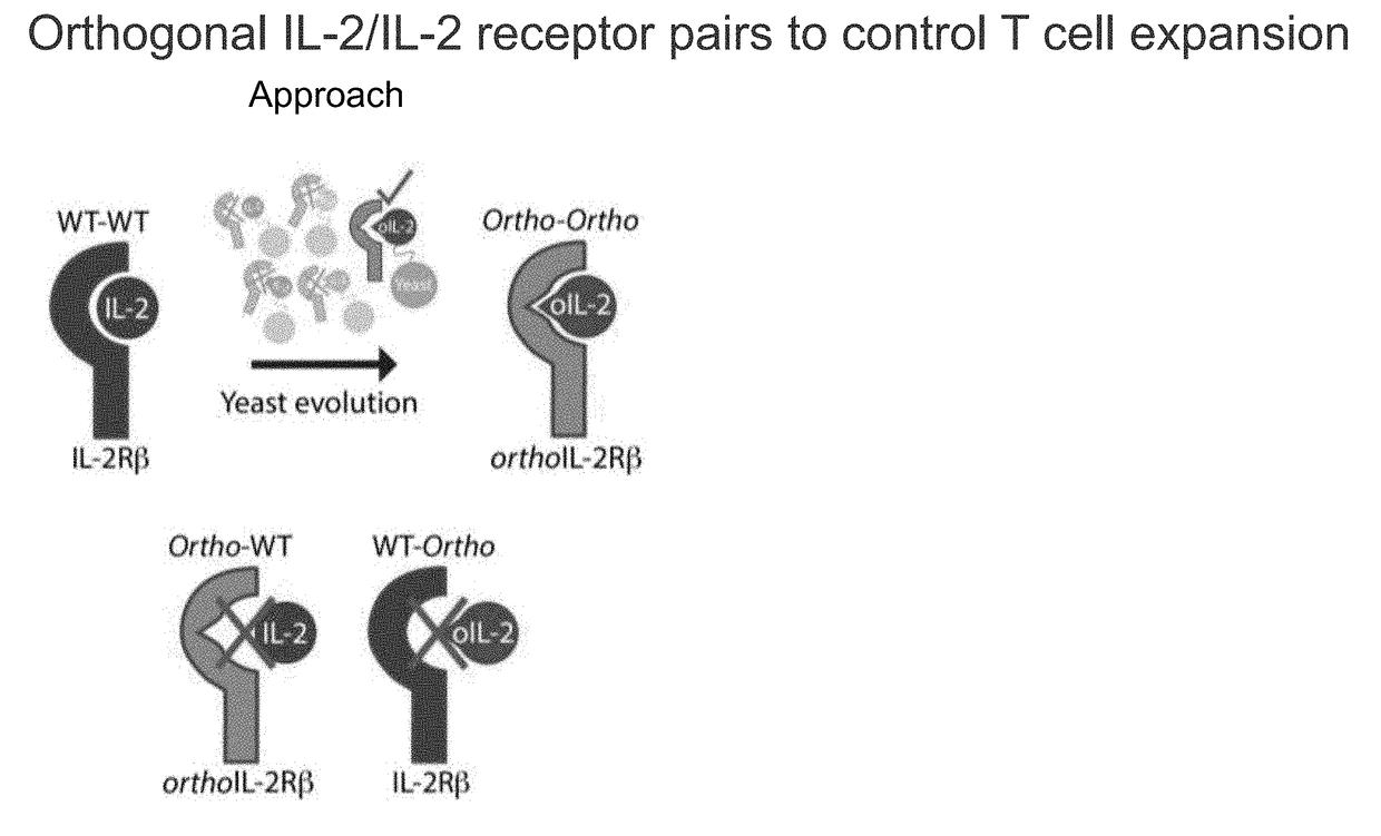 Biologically relevant orthogonal cytokine/receptor pairs