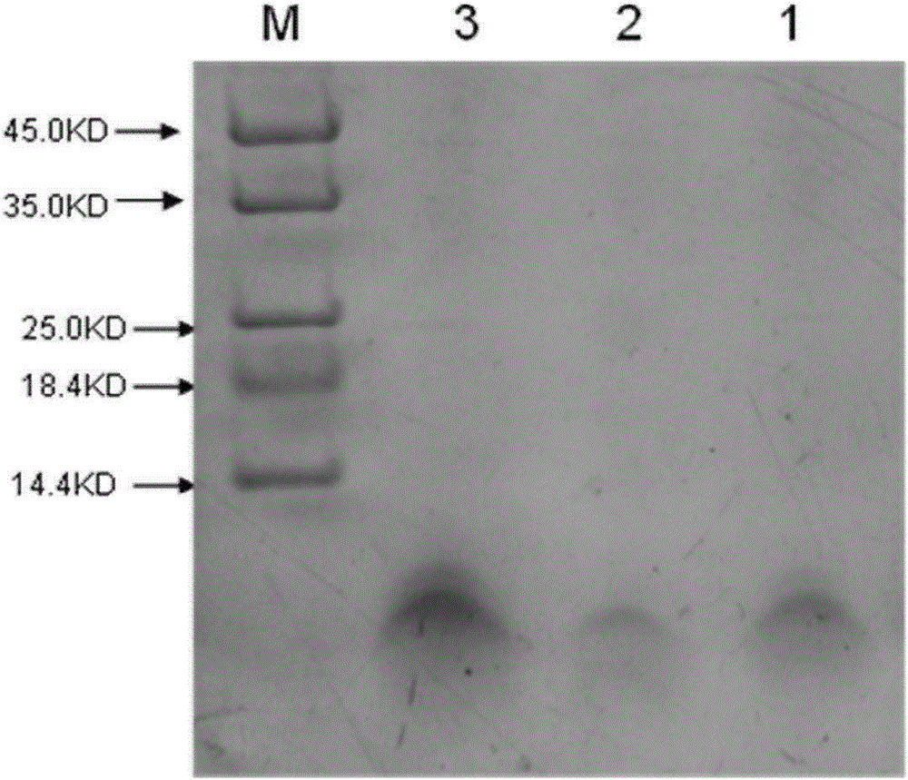 Recombinant bacteria for expressing plectasin and application thereof